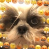 🐱🐾🐶 irl pets l 🐶🐾🐱 21