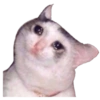 Gatos sad 2 12