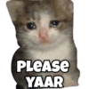 Funny Cats 11