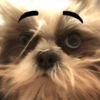 🐱🐾🐶 irl pets l 🐶🐾🐱 22