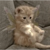 Gatitos 😈 18