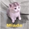 Gatitos Random #10 14