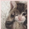 Gatitos random 22