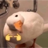 ⊹ ᨘ໑▸ 𖥻 Patos ˑ 𖦹 9