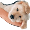 Perritos mal recortados 15