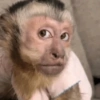 Humores de macaquinhos 8