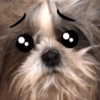 🐱🐾🐶 irl pets l 🐶🐾🐱 30