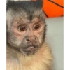 George Monkey🐒🐒 20