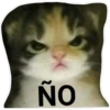 Gatos 11