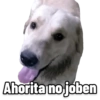 Perritos 27