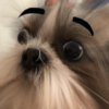 🐱🐾🐶 irl pets l 🐶🐾🐱 23