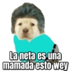 Perritos  15