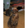 Gatos ( ◜‿◝ )♡ 11