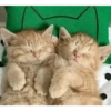 Gatitos 😈 5