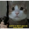 Solo gatos 14