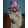 Gatos ( ◜‿◝ )♡ 9