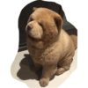 Perritos mal recortados 23