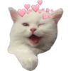 Gatitos 19