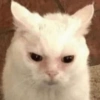 🐱🐾🐈 Cats ll 🐈🐾🐱 28