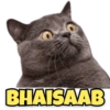 Funny Cats 13