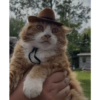 Gatos ( ◜‿◝ )♡ 6