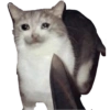 Gatitos tristes 10