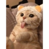 Милый котенок 22