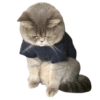Gatos sad 2 10