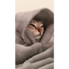 Милый котенок 28