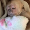 Macacos para chat 5