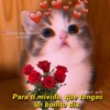 Gatitos que mejoran tu mood IG.@guf_gufy Para tí mivida, que tengas un bonito dia.
