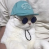 Conteúdo Aleatório De Gato 9