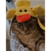 Gatos ( ◜‿◝ )♡ 10
