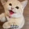 Gatos 5