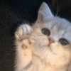MEMES GATITOS 8😍 14