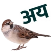 Marathi 13