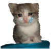 Gatitos tristes 16