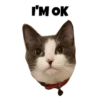 Michi the cat 17