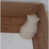 Gatos 16