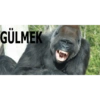 Goril 28