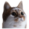 Gatos Sad 17