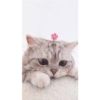 Милый котенок 30