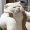 Милый котенок 24