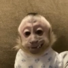 Humores de macaquinhos 13