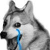 Memes de cachorros 25
