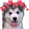 AMOR DE ANIMALITOS 15