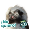 SOMOS CAR DE CORAZÓN 💚 5