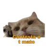 Gatitos Ocurrencias. 22