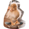 Animalini animals  6