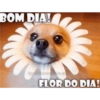 Bom dia engraçado 12